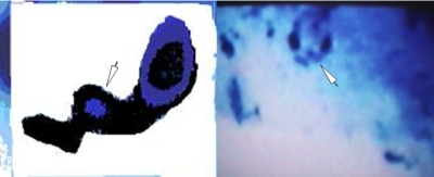 C&eacute;lula Isolada
